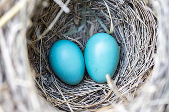 Two Blue Robin Eggs in a Natural Straw Nest