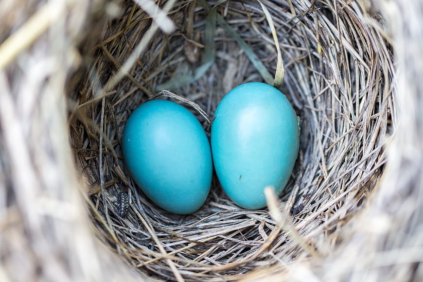 Two Blue Robin Eggs in a Natural Straw Nest