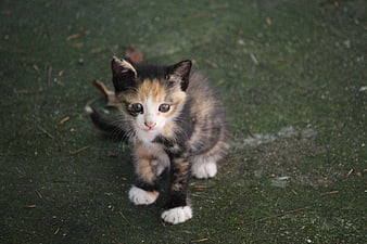 Cute Calico Kitten Walking On Green Grass