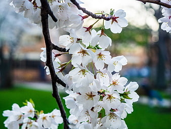 Close-up of white cherry blossoms on a branch in spring