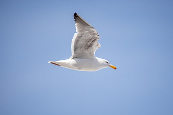Seagull Soaring in Clear Blue Sky