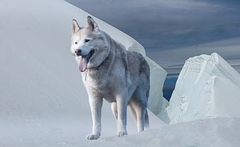 Alaskan Malamute Standing on Snowy Iceberg