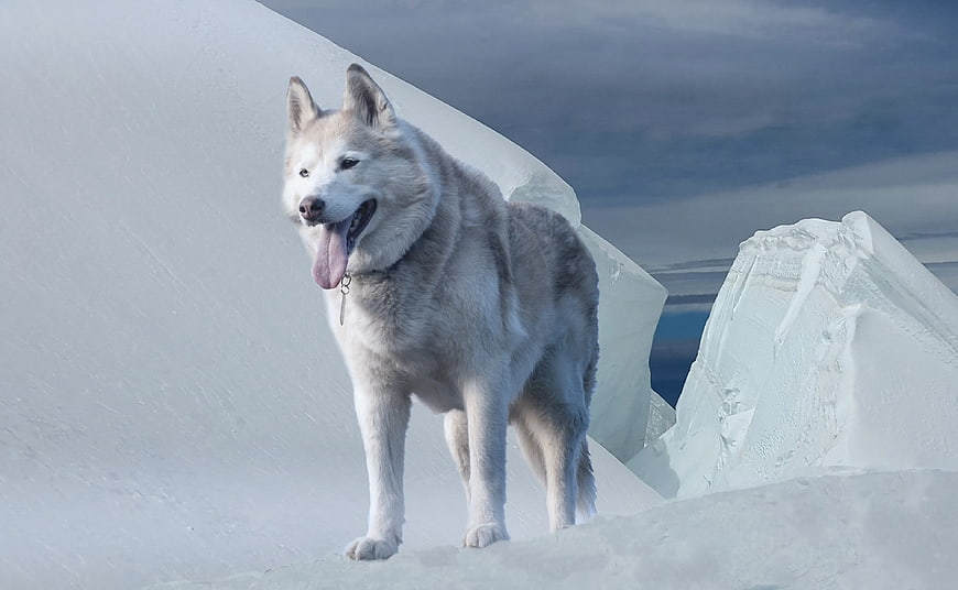 Alaskan Malamute Standing on Snowy Iceberg