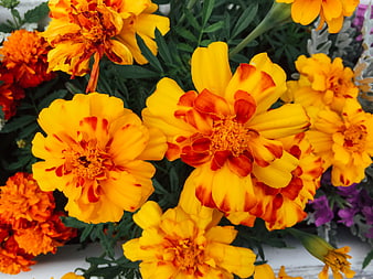 Vibrant Yellow and Orange Marigold Flowers Close-Up