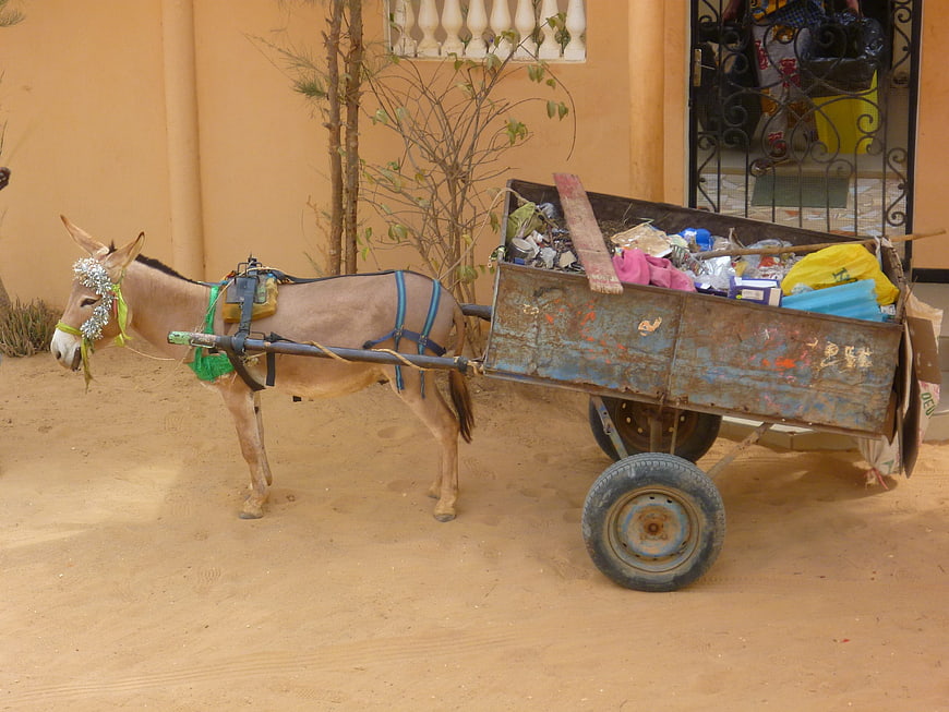 Donkey pulling a cart full of recyclable waste in Senegal