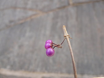 Purple Callicarpa Berries on a Branch Against Blurred Gray Background