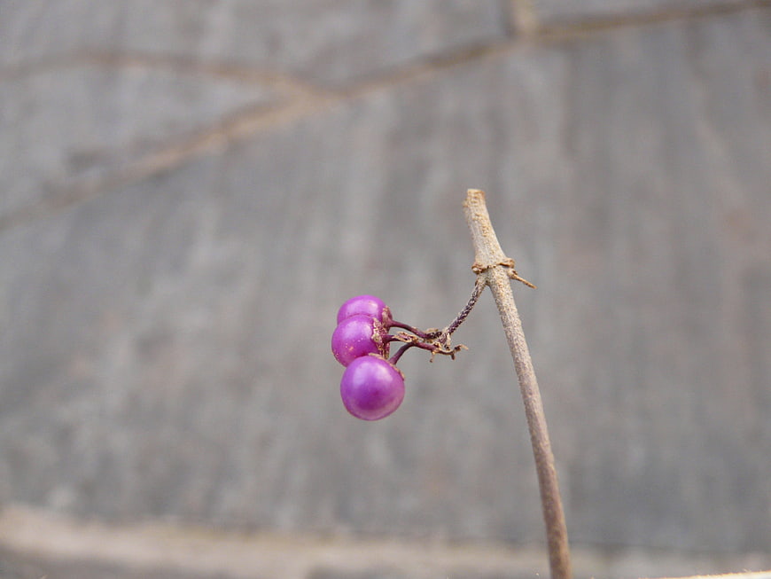 Purple Callicarpa Berries on a Branch Against Blurred Gray Background