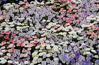 Colorful field of daisies and violets in spring garden