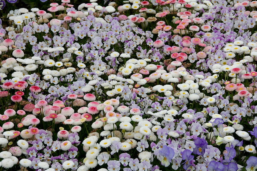 Colorful field of daisies and violets in spring garden