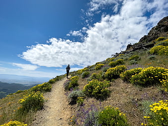 Hiker Walking on Mountain Trail with Yellow Wildflowers