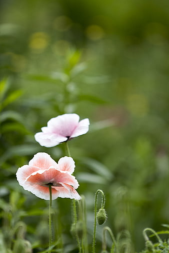 Delicate Pink and White Poppies in a Green Garden