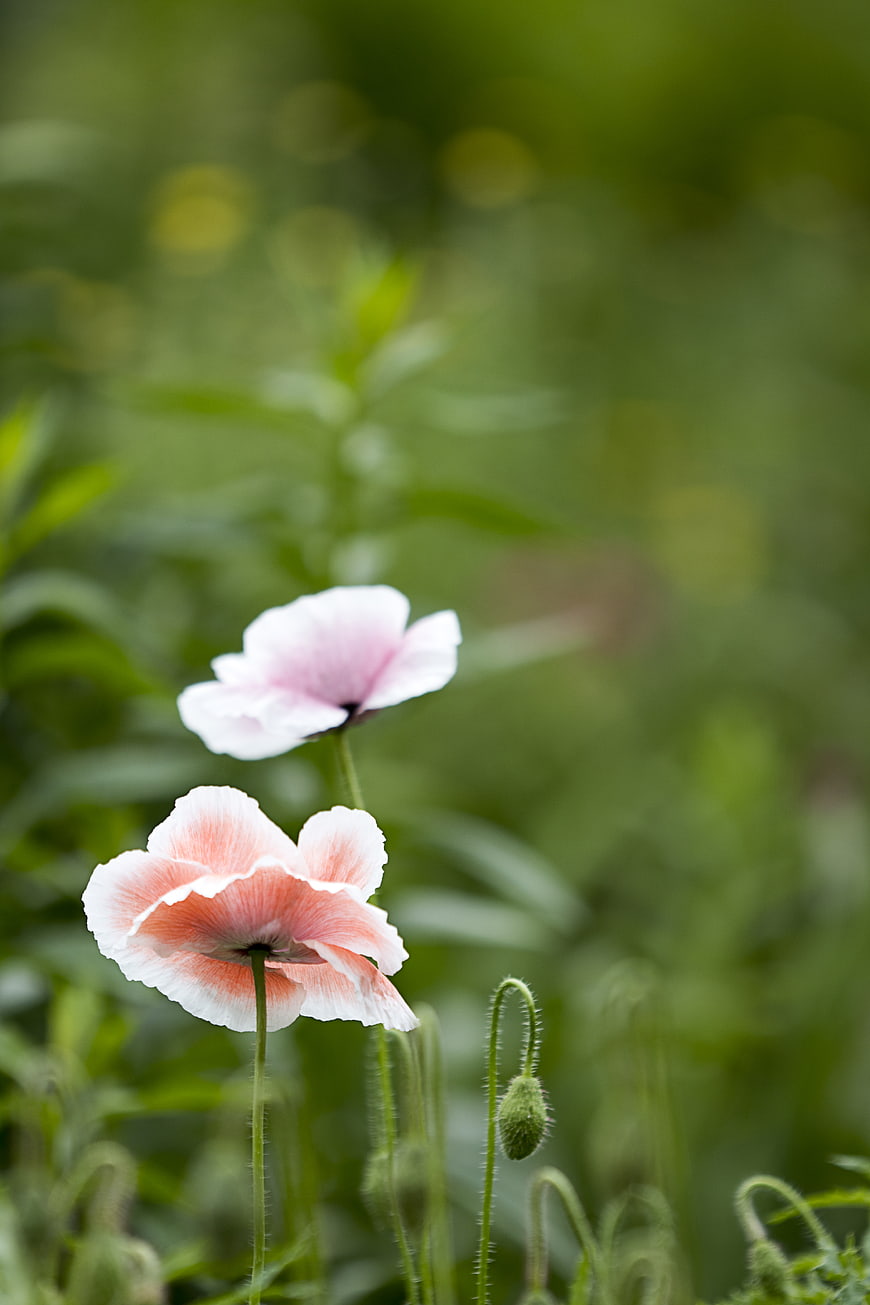 Delicate Pink and White Poppies in a Green Garden