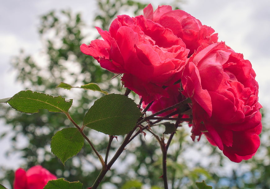 Vibrant Red Roses in Full Bloom with Green Leaves