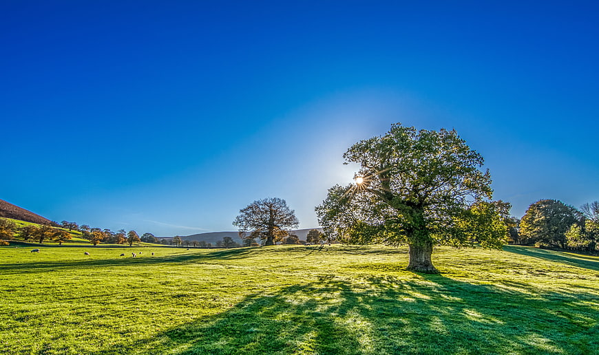 Sunlit Oak Tree in Green Meadow with Blue Sky