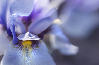Close-up of a purple iris flower with yellow beard