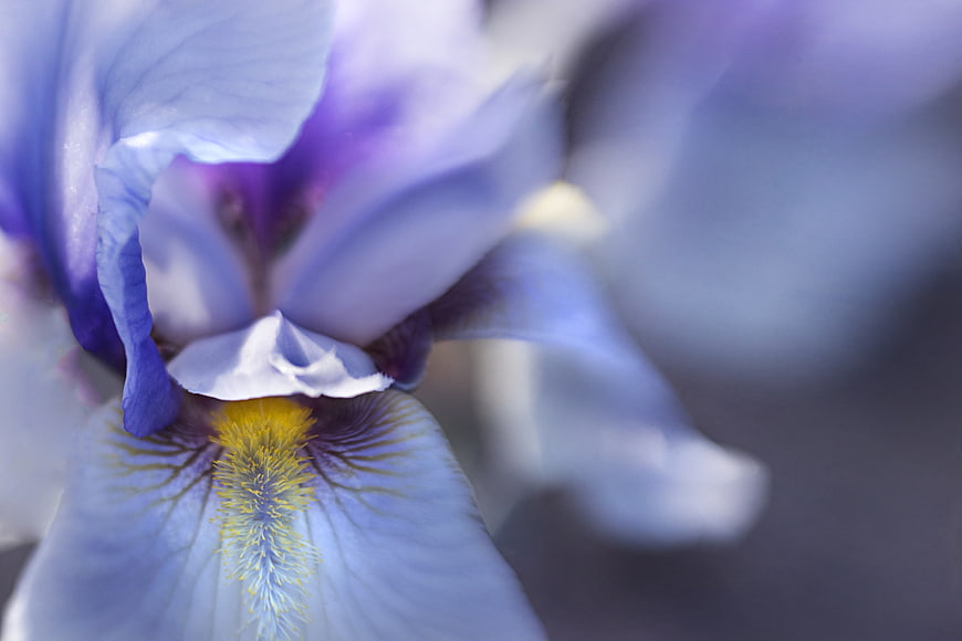 Close-up of a purple iris flower with yellow beard