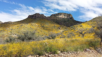 Yellow wildflowers blooming on mountain slopes under blue sky