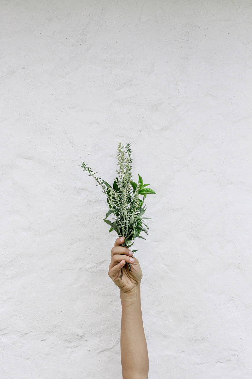 Hand holding fresh green herbs against white textured wall