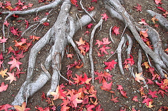 Autumn maple leaves scattered on ground with tree roots