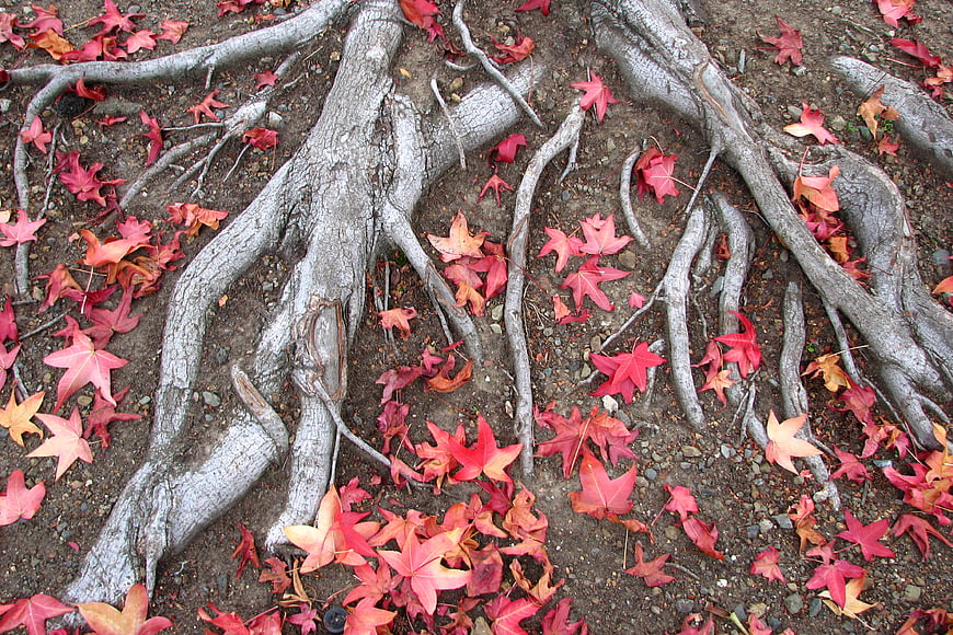 Autumn maple leaves scattered on ground with tree roots