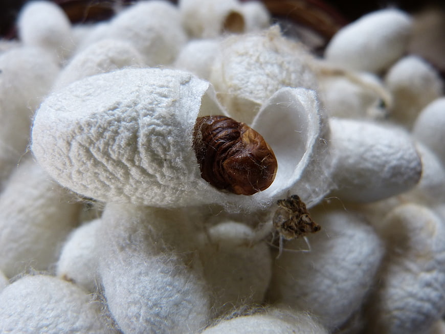 Macro shot of a brown silkworm pupa emerging from a white silk cocoon