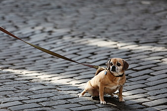 Small tan dog squatting on cobblestone street