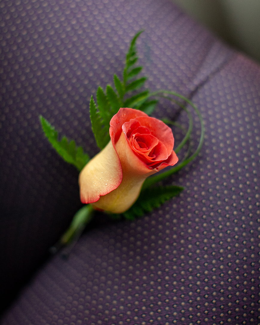 Coral Rose Boutonniere on Purple Textured Fabric