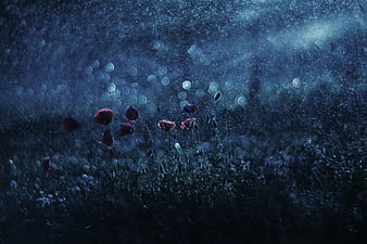 Red Poppies in a Dark Meadow at Night with Rain and Bokeh