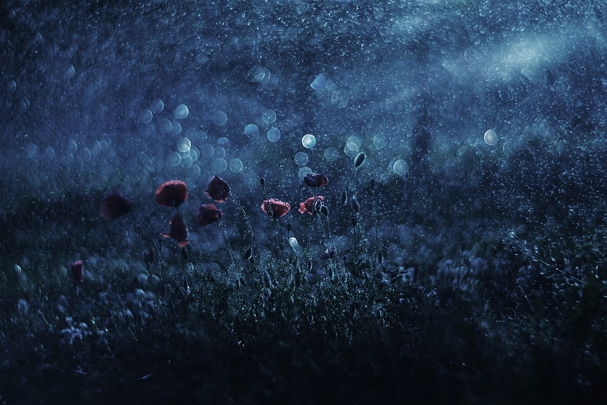 Red Poppies in a Dark Meadow at Night with Rain and Bokeh