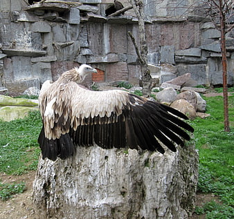 Bearded Vulture Spreading Wings on Rock in Zoo Enclosure
