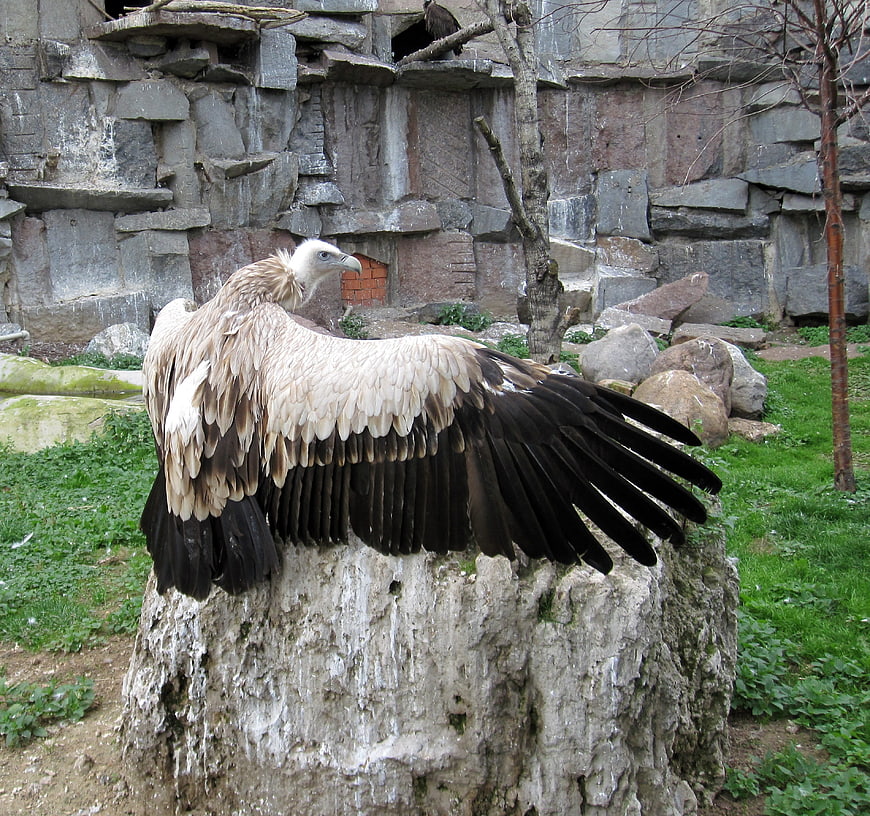 Bearded Vulture Spreading Wings on Rock in Zoo Enclosure