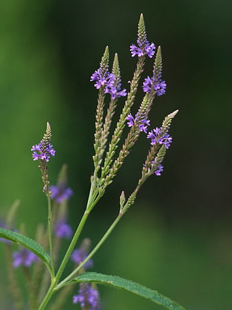 Close-up of purple wildflowers with green bokeh background