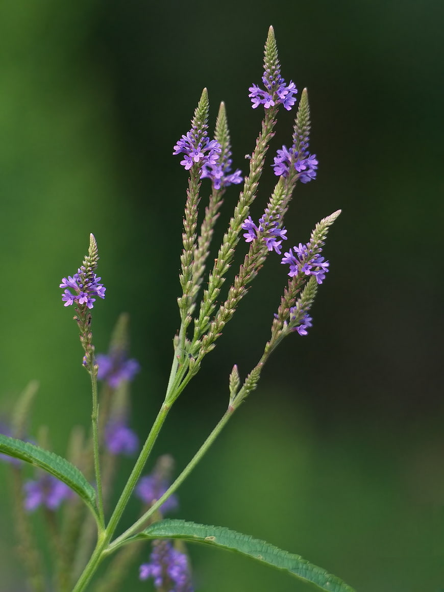 Close-up of purple wildflowers with green bokeh background