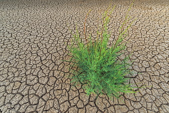 Resilient Green Plant Growing in Cracked Dry Earth