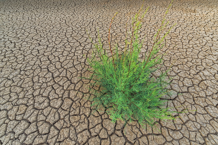 Resilient Green Plant Growing in Cracked Dry Earth