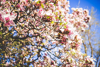 Pink Magnolia Blossoms on Branches Against Blue Sky
