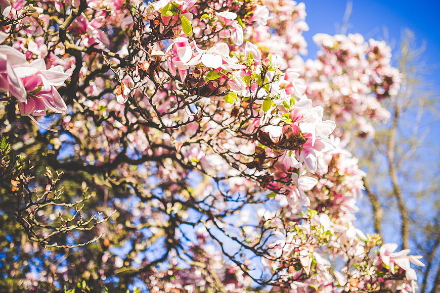 Pink Magnolia Blossoms on Branches Against Blue Sky