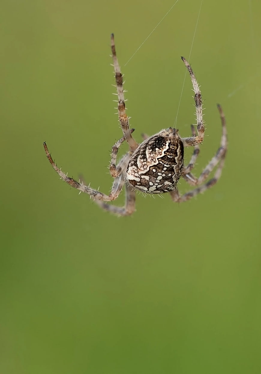 Close-up of a Garden Spider on a Web