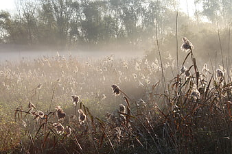 Misty autumn reeds in golden morning sunlight