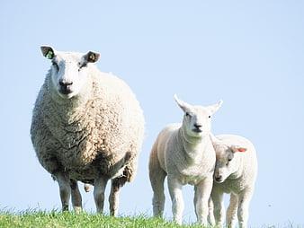 Mother sheep and two lambs on grassy hill
