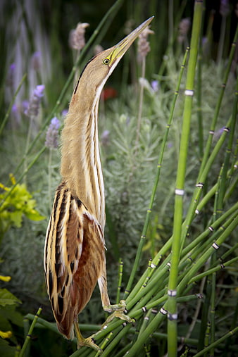 American Bittern perched on green horsetail reeds