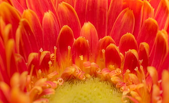 Macro photography of vibrant red and orange gerbera daisy center