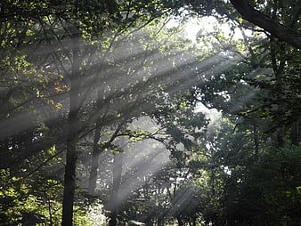 Sunbeams streaming through misty deciduous forest canopy