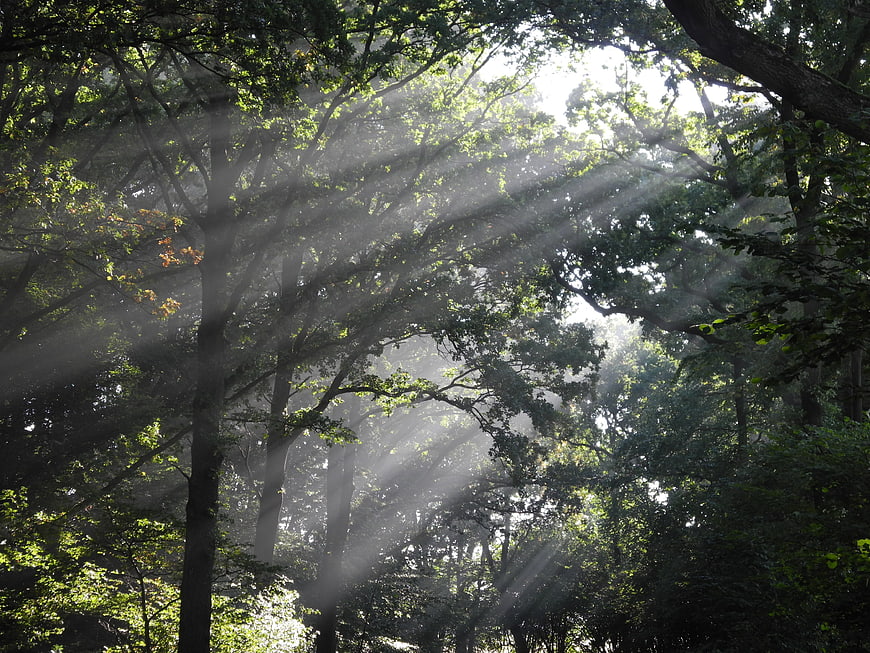Sunbeams streaming through misty deciduous forest canopy