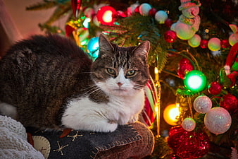 Tabby and White Cat Resting by Christmas Tree
