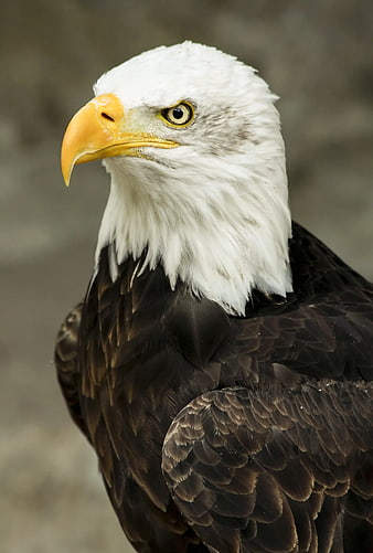 Close-up portrait of a majestic bald eagle head