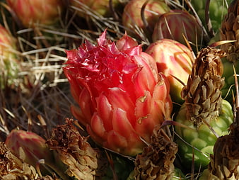 Vibrant red cactus flower bud close-up with green pads