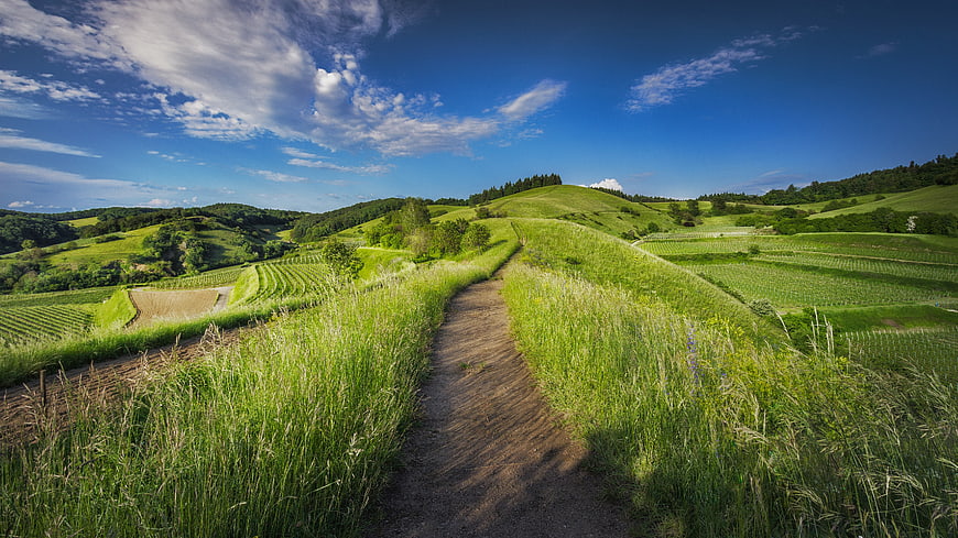 Dirt path winding through green rolling hills and vineyards