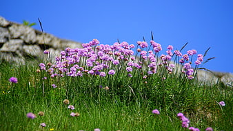 Purple Sea Lavender Flowers in Green Grass with Stone Wall