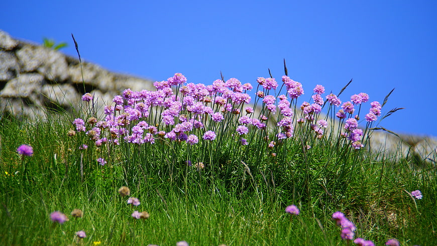 Purple Sea Lavender Flowers in Green Grass with Stone Wall